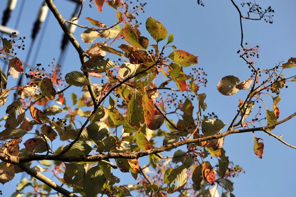 18.5 1018 DSC_0668.jpg